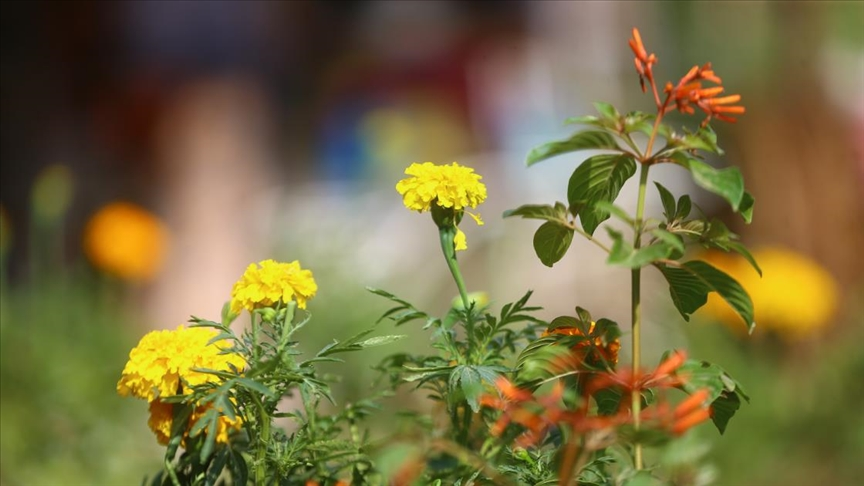 مشتل داخلي مع غطاء أخضر وزهور وردية وحمراء جميلة