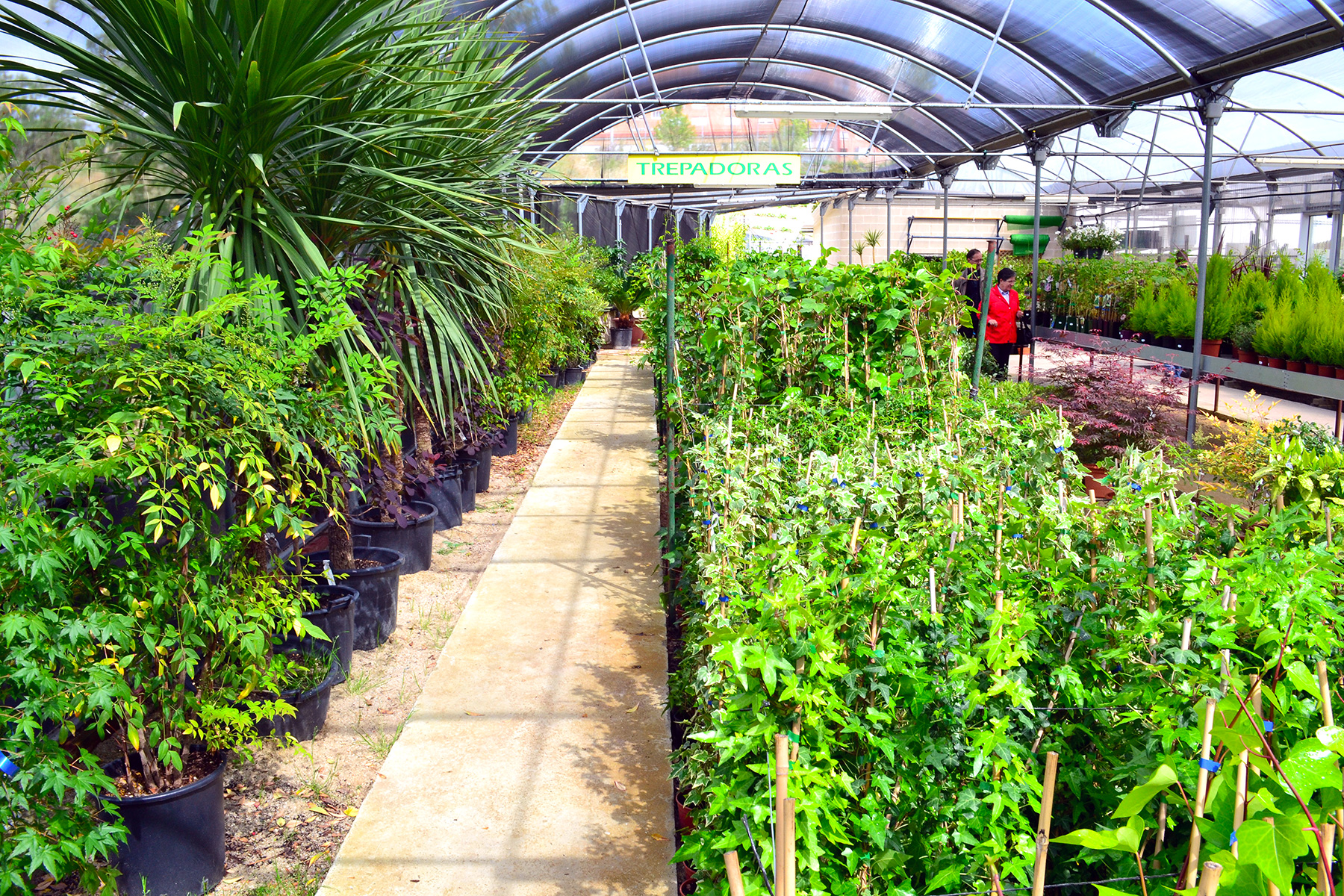 زهور طبيعية جميلة صفراء وبرتقالية في حديقة