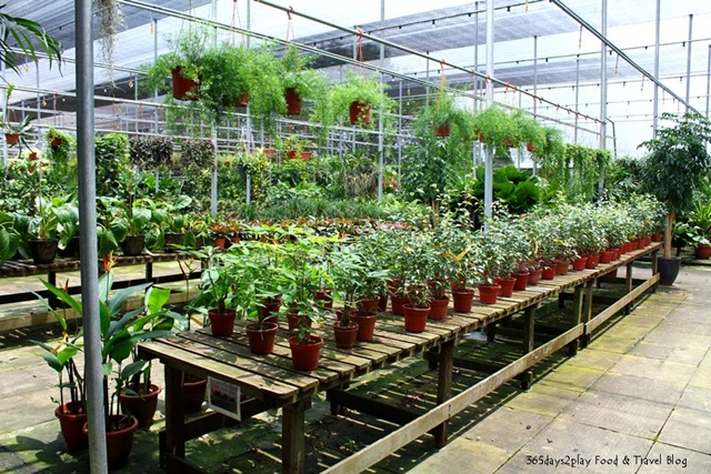 داخل مشتل مليء بالشتلات والنباتات الخضراء المتنوعة